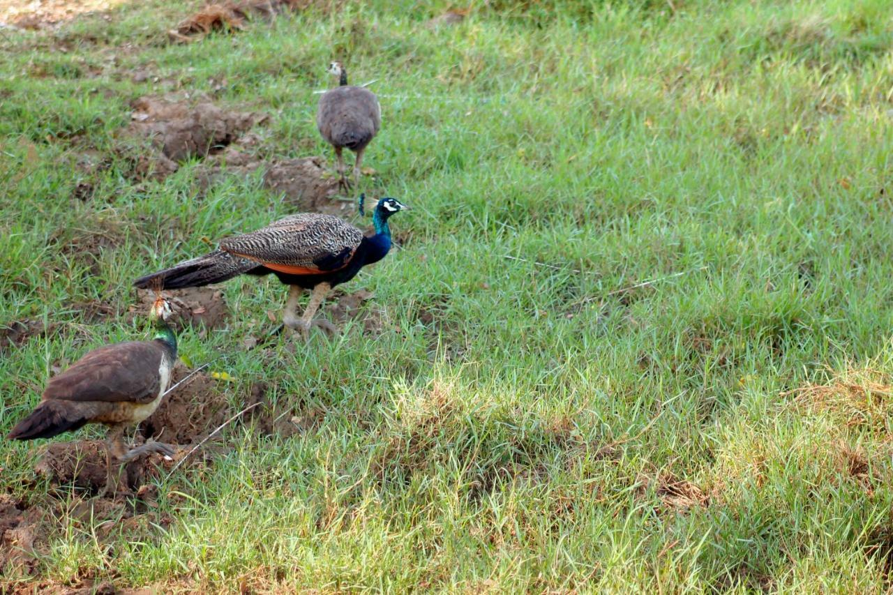 Wasgamu Safari Lodge Wasgamuwa 外观 照片