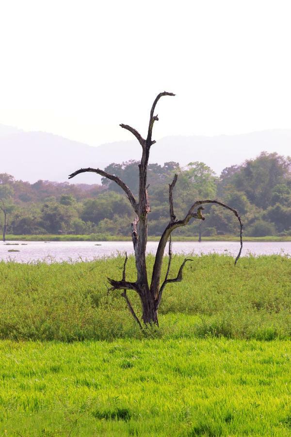 Wasgamu Safari Lodge Wasgamuwa 外观 照片