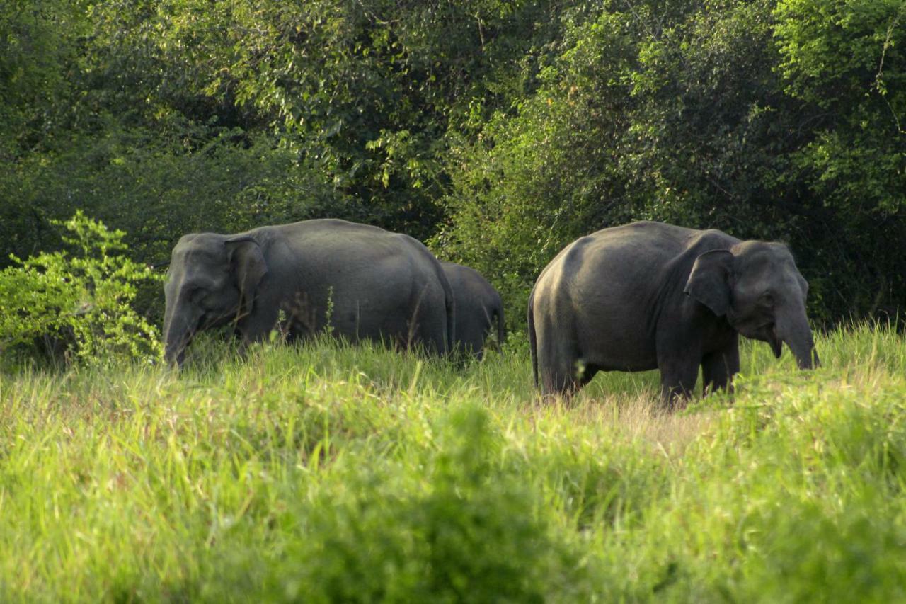 Wasgamu Safari Lodge Wasgamuwa 外观 照片