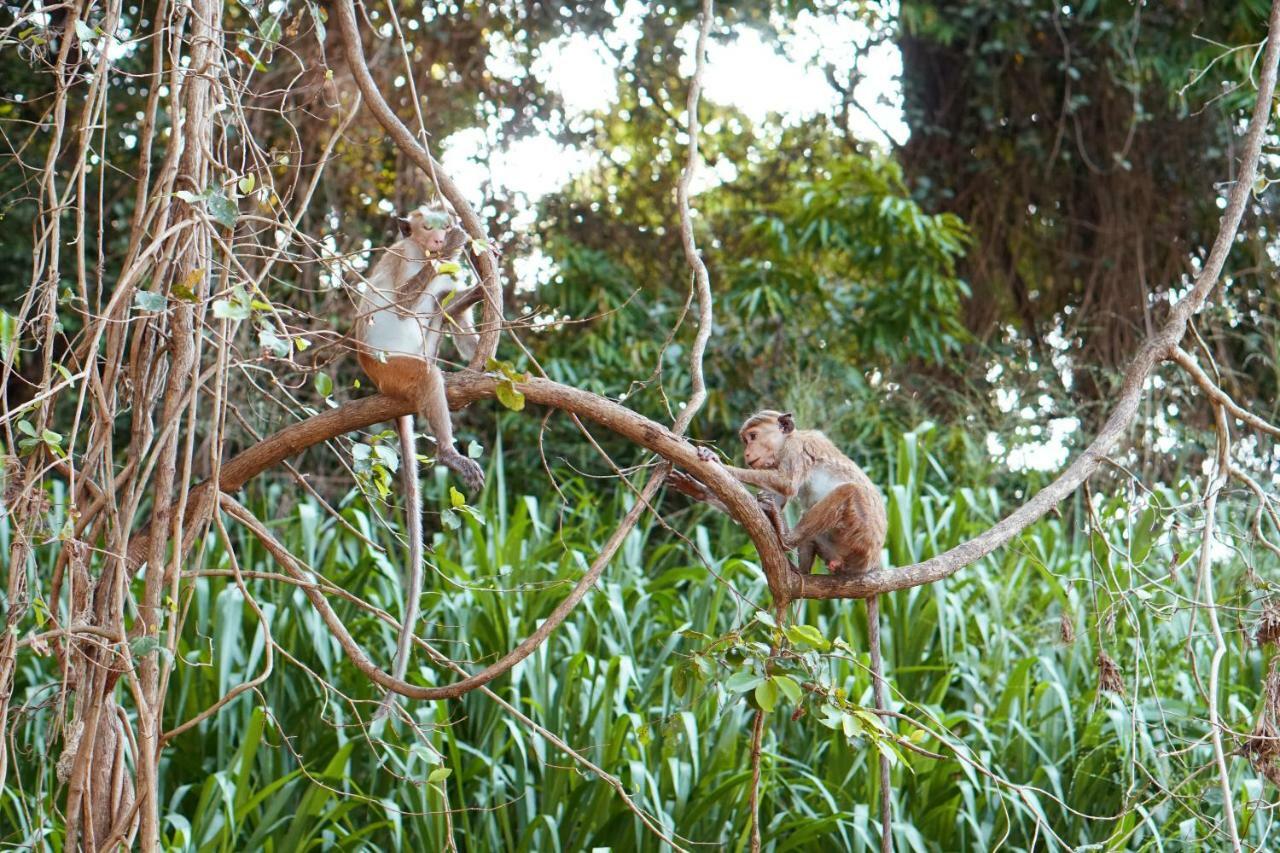 Wasgamu Safari Lodge Wasgamuwa 外观 照片