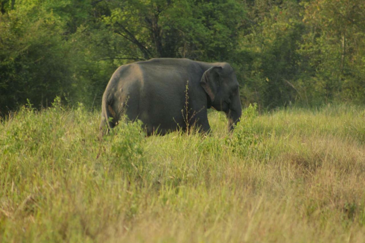 Wasgamu Safari Lodge Wasgamuwa 外观 照片