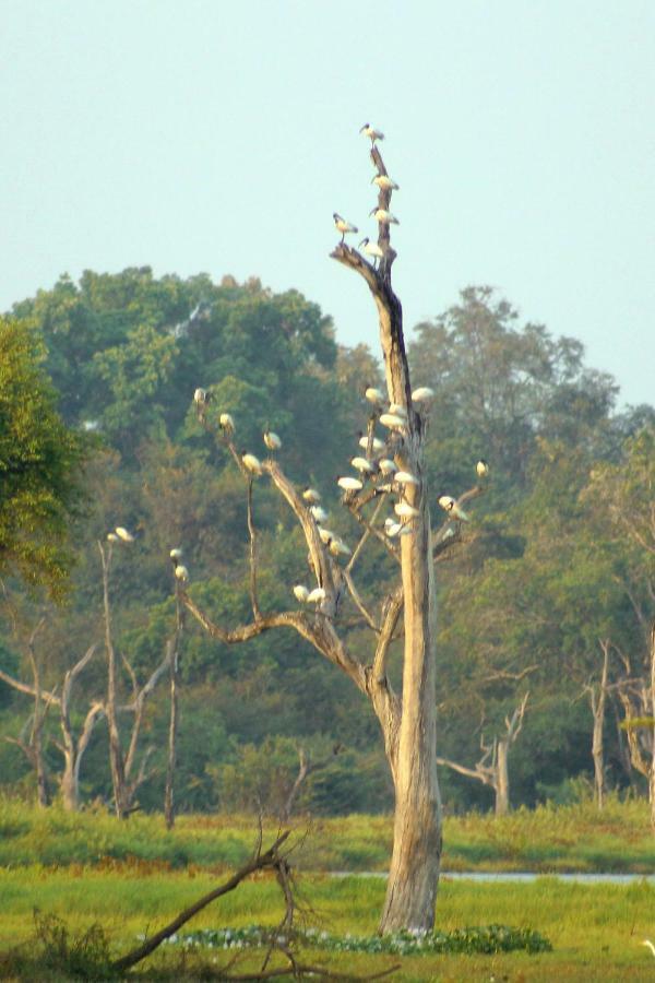 Wasgamu Safari Lodge Wasgamuwa 外观 照片
