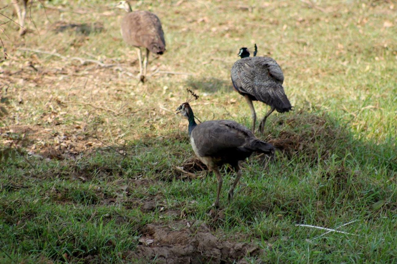 Wasgamu Safari Lodge Wasgamuwa 外观 照片
